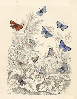 Adonis: Varieties of blue butterflies