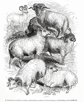 Cheviot: Six varieties of British sheep