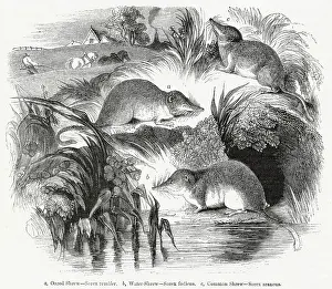 Shrew: Three varieties of British shrew