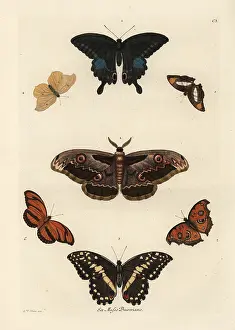 Auserlesenes: Varieties of butterflies including a swallowtail