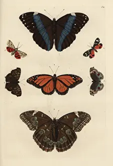 Herpetology: Varieties of butterflies including a swallowtail
