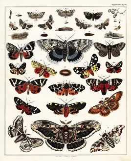 Caterpillars: Varieties of butterflies, moths, etc