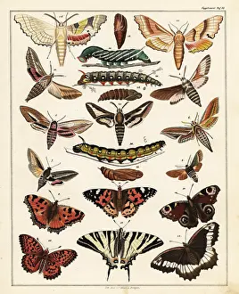 Pupae: Varieties of butterflies, moths, etc
