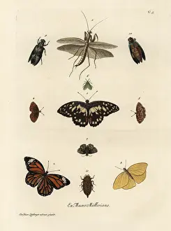Auserlesenes: Varieties of butterflies, moths and insects