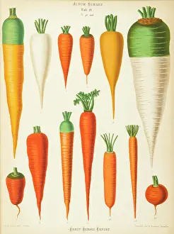 Severeyns: Varieties of carrot (daucus)