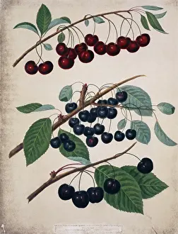 Juicy: Three varieties of cherries