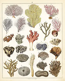 Allgemeine: Varieties of corals