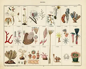 Xenia: Varieties of corals, seafans, polyps and sea anemones