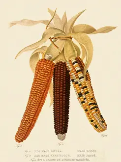 Veggie: Three Varieties of Corn, Zea mays