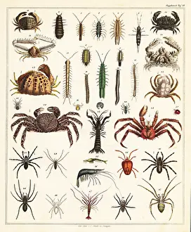 Crayfish: Varieties of crabs and spiders