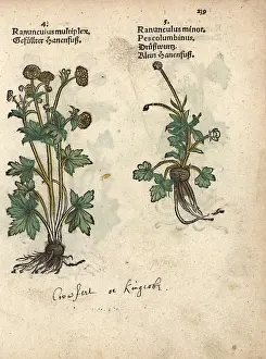 Crowfoot: Varieties of crowfoot, Ranunculus multiplex