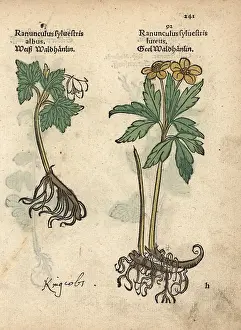 Crowfoot: Varieties of crowfoot, Ranunculus sylvestris