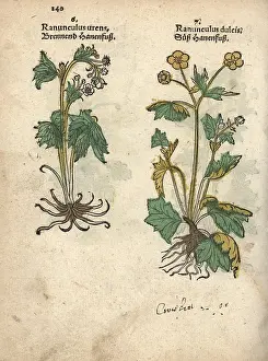 Dulcis: Varieties of crowfoot, Ranunculus urens and