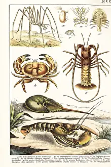 Naturgeschichte: Varieties of crustaceans