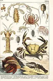 Naturgeschichte: Varieties of crustaceans