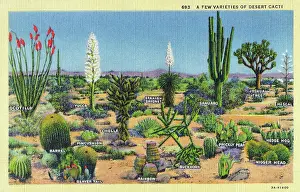 Buckthorn: A few varieties of Desert Cacti - USA