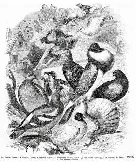Tumbler: Varieties of domestic pigeon