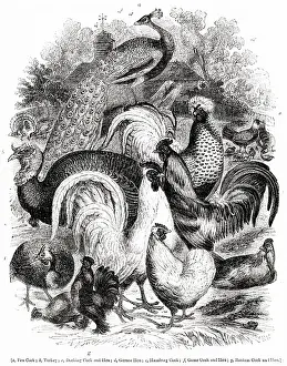 Bantam: Varieties of domestic poultry