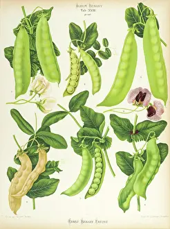 Severeyns: Varieties of edible-podded pea, or sugar pea