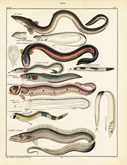 Allgemeine: Varieties of eel