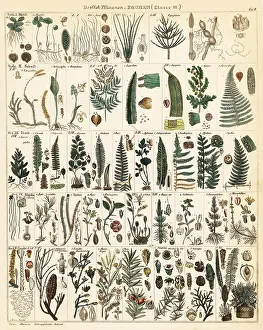 Oken: Varieties of fern