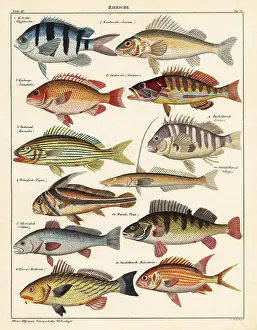 Meagre: Varieties of fish