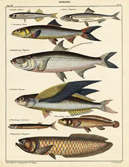 Anchovy: Varieties of fish