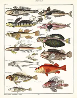 Mudskipper: Varieties of fish