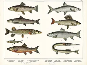 Grayling: Varieties of fish