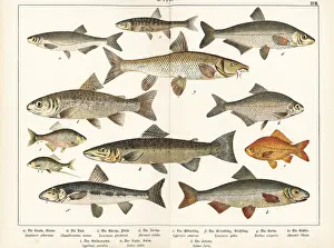 Naturgeschichte: Varieties of fish