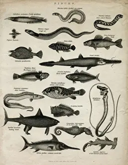 Seahorse: Varieties of fish