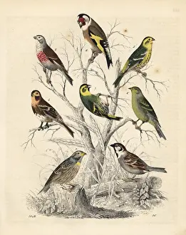 Carduelis: Varieties of Fringilla