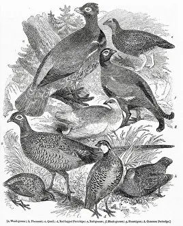 Grouse: Varieties of gallinaceous birds, or game birds