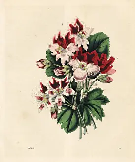 Pelargonium: Varieties of geraniums or pelargoniums