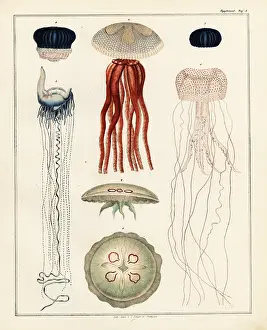 Aurelia: Varieties of jellyfish