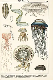 Naturgeschichte: Varieties of jellyfish