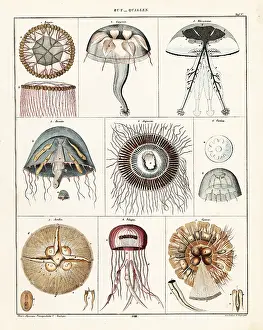 Allgemeine: Varieties of jellyfish and medusae