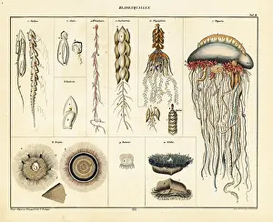 Allgemeine: Varieties of jellyfish, siphonophores and medusae