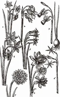 Sole: Varieties of Jonquils, multiflowered members of