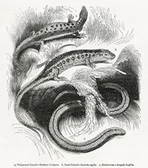 Viviparous: Three varieties of lizard