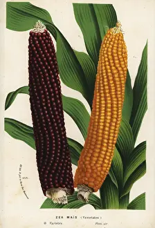 Mays: Varieties of maize or corn, Zea mays (Zea mais)