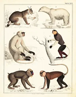 Mandrill: Varieties of mammals