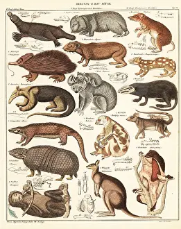 Koala: Varieties of marsupials