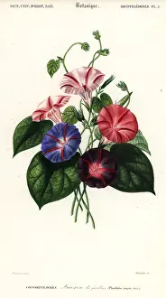 Convolvulus: Varieties of morning glory, Pharbitis hispida