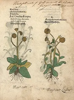 Auricula: Varieties of mouse-ear hawkweed, Hieracium pilosella