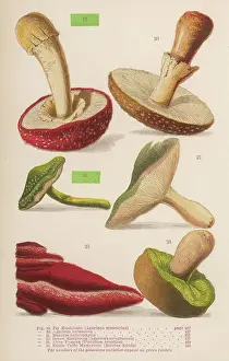 Agaricus: Varieties of mushrooms