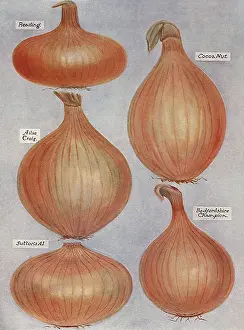 Onion: Varieties of Onions