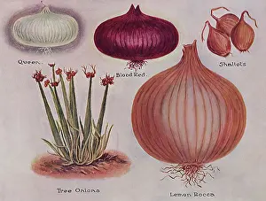 Onion: Varieties of Onions