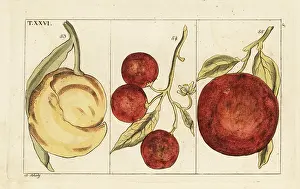 Gottlieb Tobias Wilhelm: Varieties of oranges