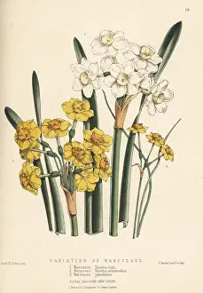 Jonquil: Varieties of paperwhite and jonquil daffodils